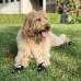 Dog Boots Waterproof Shoes for Large Dogs with Reflective Strips Rugged Anti-Slip Sole Black 4PCS (Size 6: 2.6x3.0(W*L) for 52-65 lbs, Black)
